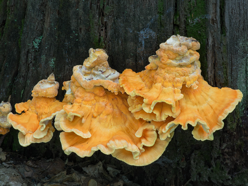 Laetiporus sulphureus